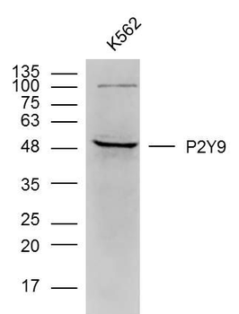 P2Y9 Polyclonal Antibody