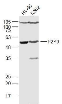 P2Y9 Polyclonal Antibody