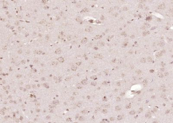 GRASP Polyclonal Antibody