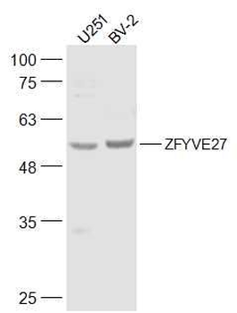 ZFYVE27 Polyclonal Antibody