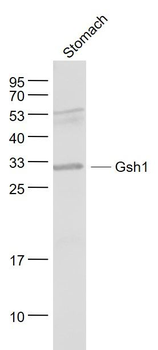 Gsh1 Polyclonal Antibody