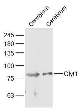 Glyt1 Polyclonal Antibody