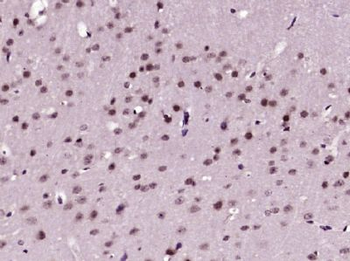 HES4 Polyclonal Antibody