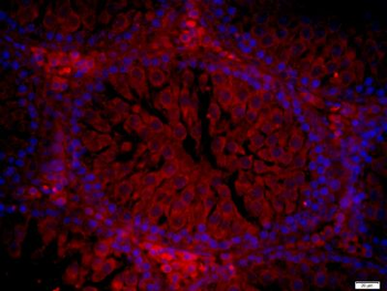 NPW/Neuropeptide W Polyclonal Antibody