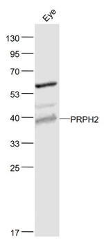 PRPH2 Polyclonal Antibody