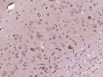 FAM98A Polyclonal Antibody