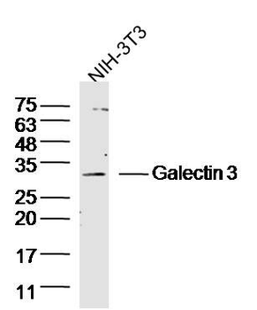 Galectin 3 Polyclonal Antibody
