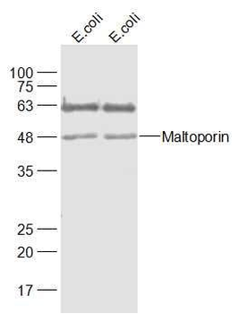 Maltoporin Polyclonal Antibody