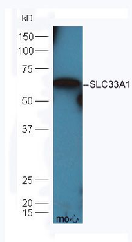 SLC33A1 Polyclonal Antibody