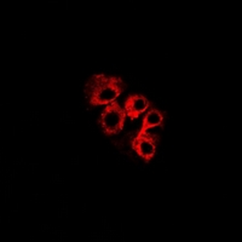 C4BP beta Antibody