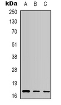 active Caspase 3 Antibody