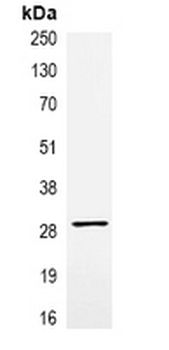 Anti-VSV-G-tag Antibody