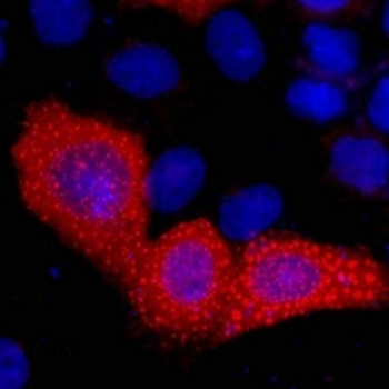 Anti-VSV-G-tag Antibody
