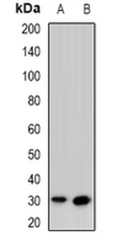 CD273 Antibody