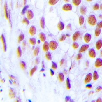 Anti-FOG2 Antibody