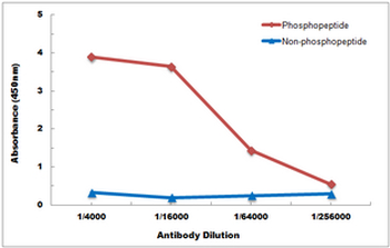 Anti-p38 (pY182) Antibody