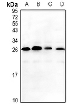 MAGEA5 Antibody