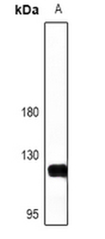 NFAT1 Antibody