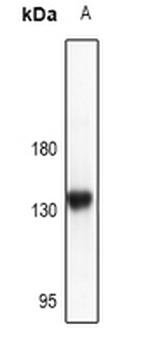 Anti-CD117 Antibody