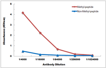 Anti-Histone H3 (TriMethyl-K79) Antibody