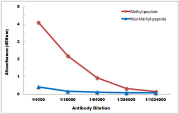 Anti-Histone H3 (DiMethyl-K36) Antibody