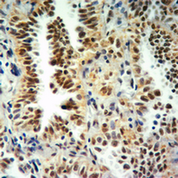 Anti-Histone H3 (MonoMethyl-K9) Antibody