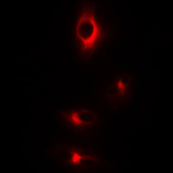 Anti-CDC25 (pS916) Antibody