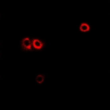 Anti-CHRM4 Antibody