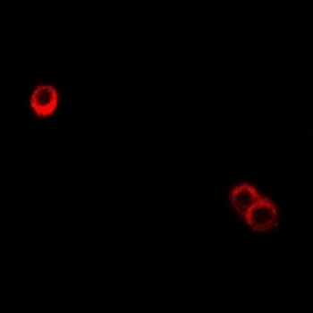 Anti-CD85h Antibody