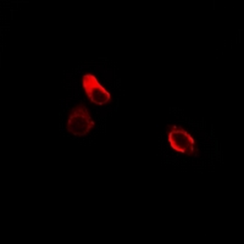 Anti-Cadherin 9 Antibody