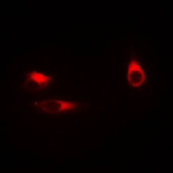 Anti-BWR1A Antibody
