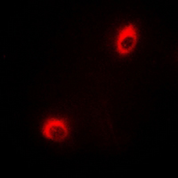 Anti-DUSP19 Antibody