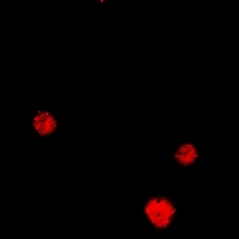 Anti-HLX Antibody