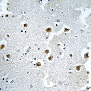 Anti-CAF-I p60 Antibody