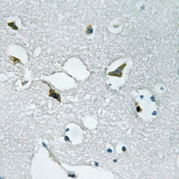 Anti-JAK3 (pY785) Antibody