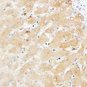 Anti-CD109 Antibody