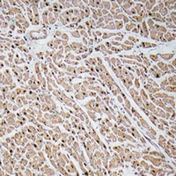 Anti-CXCL3 Antibody