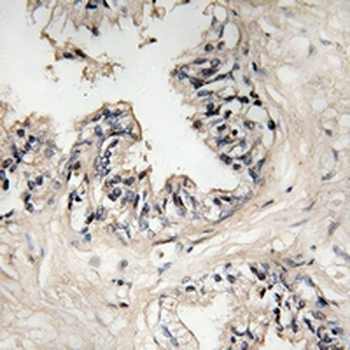 Anti-MRPS36 Antibody
