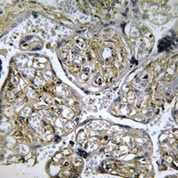 Anti-INSL4 Antibody
