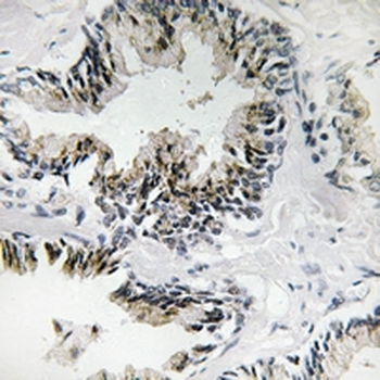Anti-RPL31 Antibody