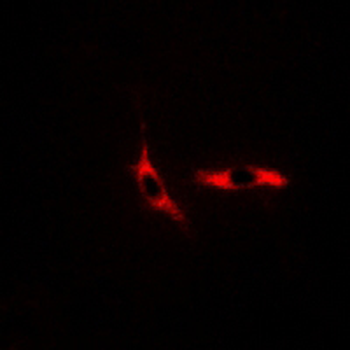 Anti-COX6C Antibody