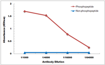 Anti-USP28 (pS714) Antibody