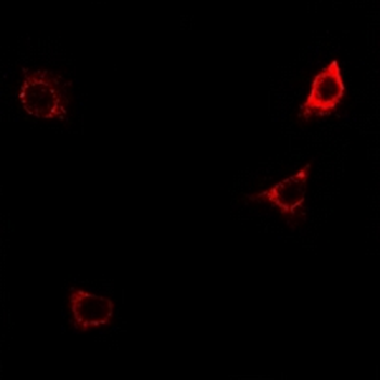 Anti-CD124 (pY497) Antibody
