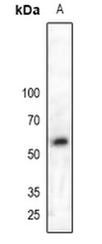 MPP6 Antibody