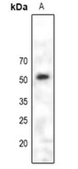 PAX6 Antibody