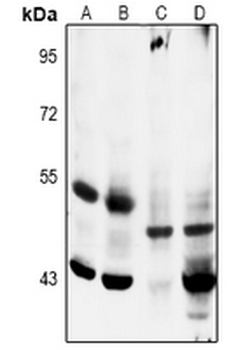 MKK5 (pS311) Antibody