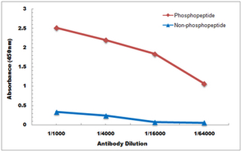 Anti-MBP (pT232) Antibody