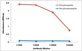 Anti-Claudin 4 (pY208) Antibody