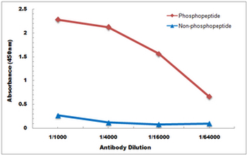 Anti-BIK (pS35) Antibody