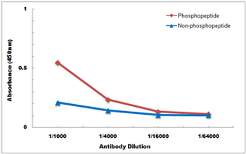 Anti-CD91 (pS4520) Antibody